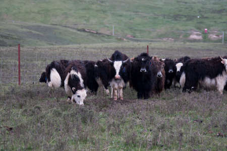 The scenery of Qinghai grassland with cowの写真素材