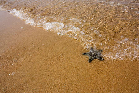 Starfish on the beach, in the seaの写真素材