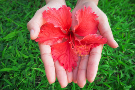 Woman hands on green grass and red flower in hand at garden in morning dayの写真素材