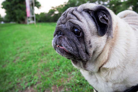 Wonder Pug dog on green grass in the evening time at gardenの写真素材