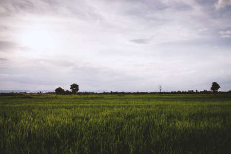 The wide fields in the evening time at sunsetの写真素材
