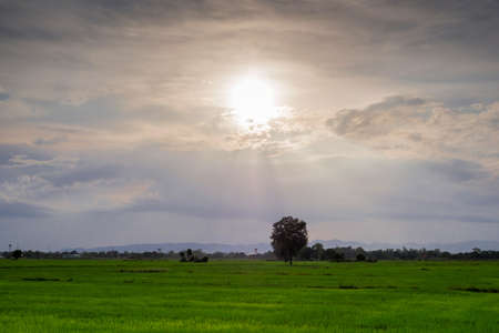 Evening Sun shines on the field in coutry townの写真素材