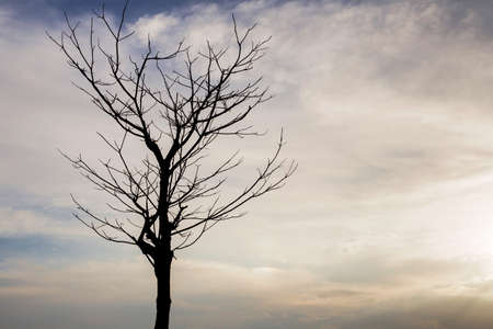 Dead trees in the night sky with clouds in soft light at sunset timeの写真素材