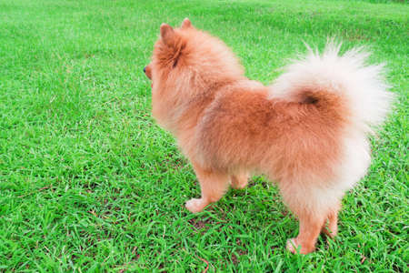 Pomeranian dog stands on soft green grass in morning dayの写真素材