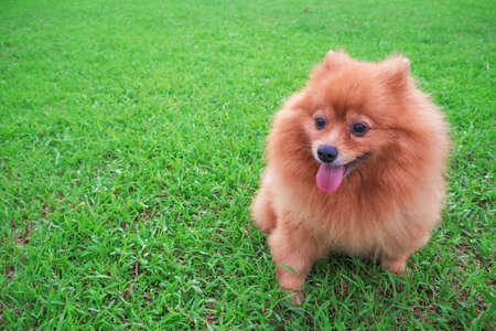 Pomeranian dog Slick Tongue seats on the grass green in morning dayの写真素材