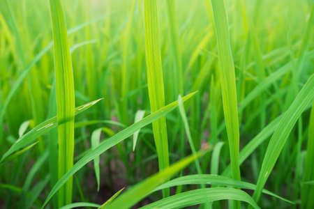 Green grass in the morning lightの写真素材