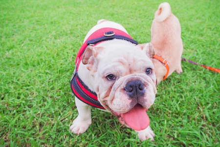 Dog Bulldog playing with a pug dog in morning dayの写真素材