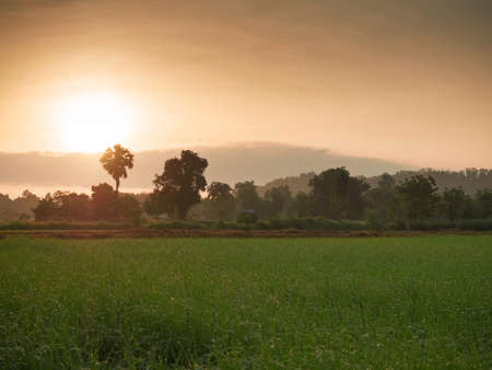 Green fields with the sun on the golden dawnの写真素材