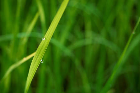 Water drops on the green grass in the morningの写真素材