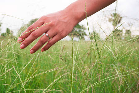 Woman hand touching the grass in the pasture and ring in her handの写真素材