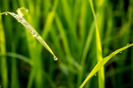 Drops of water on green grass lotsの写真素材