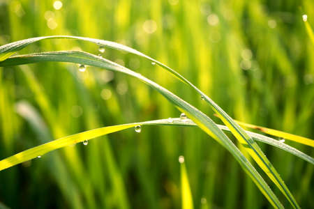 Water drops on the green grass in the morning warmの写真素材