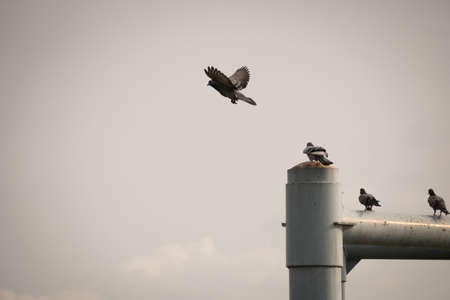 Pigeons on the sky in the evening in sunset shine