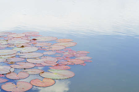 Lotus leaf on the water in the evening in sun shine morningの写真素材