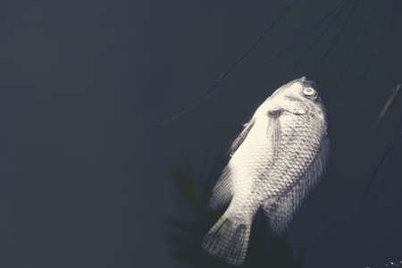 Dead fish floated on the surface of sewage in dark toneの写真素材
