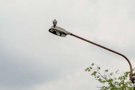 Birds perch on light bulbs In half the sky afternoon timeの写真素材