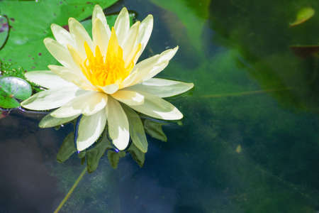 White lotus in the bath the morning sun shine day