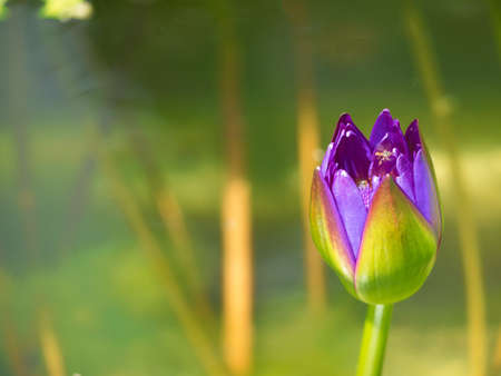 Purple Lotus in the bath the morning sun shine dayの写真素材