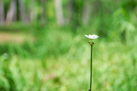 White flowers in forest green in fresh morning shine