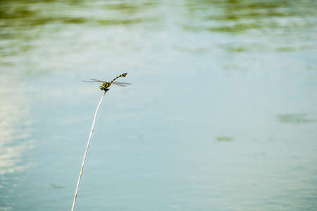 Dragonfly caught dead branches in the evening on waterの写真素材