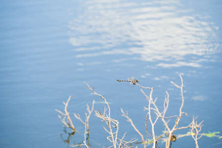 Dragonfly caught dead branches in the evening on waterの写真素材
