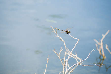Dragonfly caught dead branches in the evening on water