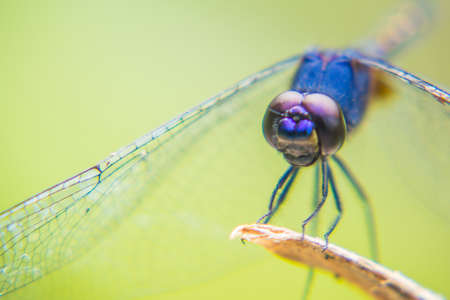 Purple dragonfly perched on twigs in sun lightの写真素材