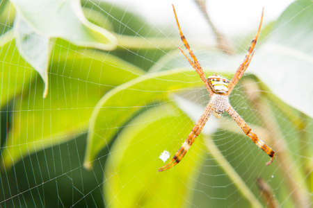 Spider webs to catch on in the morning sun