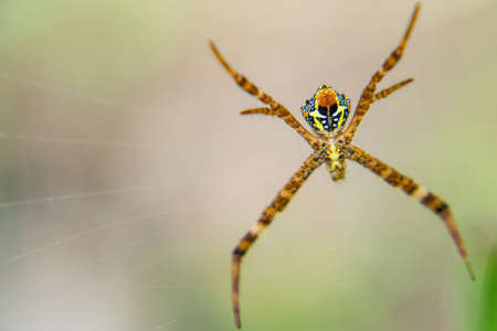 Spider webs to catch on in the morning sun