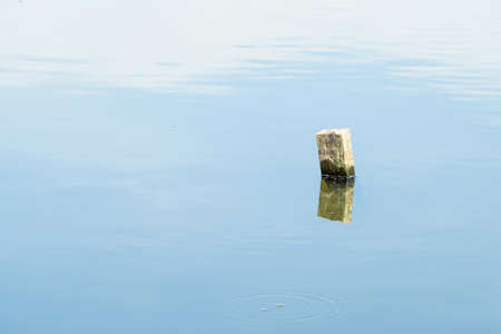 Stump in water in evening shineの写真素材