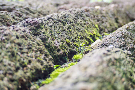 Moss on laterite in sun shine