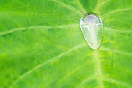 Dew on a lotus leaf rolling in sun light