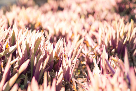 Tree decorated in red morning sun shine.の写真素材