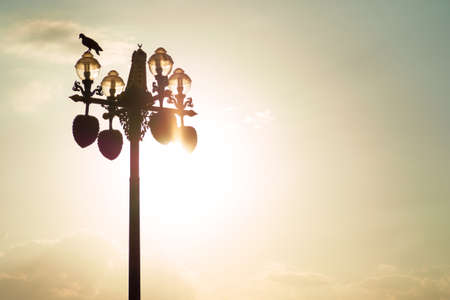 Two birds perched on a light pole on a cloudy evening sky in sun light.の写真素材