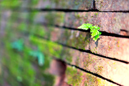 The grass on the brick wall in sun shine.の写真素材
