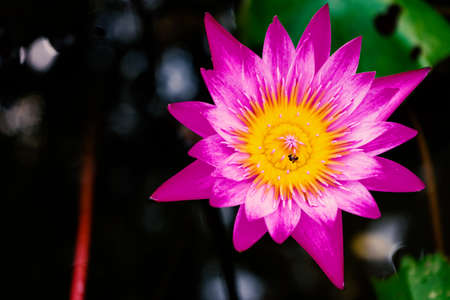 Water lilies in the garden in dark tone.の写真素材