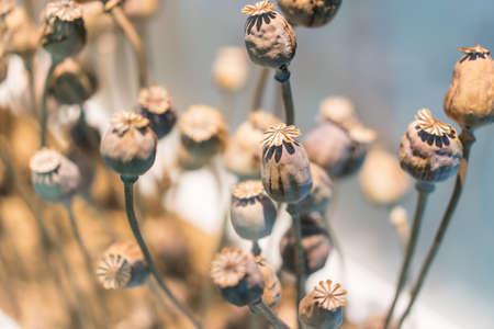 Dry opium in soft light and dngerous flower.の写真素材
