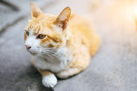Yellow striped white cat lying on the cement floor in morning.