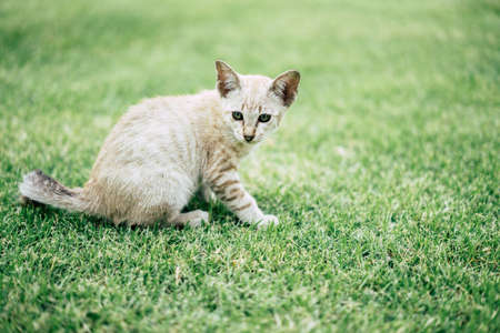 Kitten, gray and white stripes running around on the lawn in old tone.の写真素材