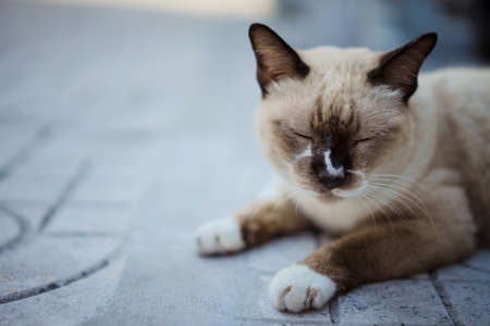Thailand cat sleeping on the floor of the corridor in temple.の写真素材