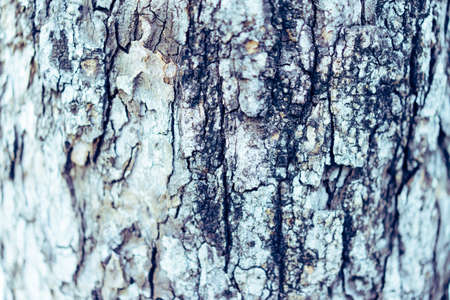 A pattern of tree bark in the morning time.の写真素材