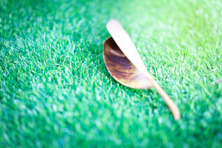The leaves fall on the grass in the park in sun light.の写真素材