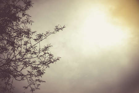 Treetops on the evening sky and clound.の写真素材