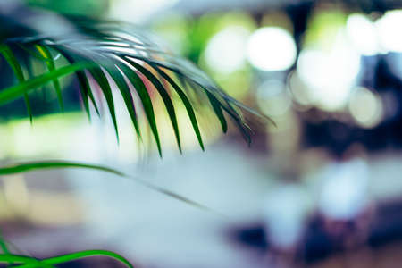 Leaves in the park in the evening light at time.の写真素材