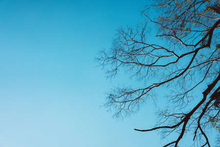 Branches on cloudless sky in the garden at morning sun.の写真素材