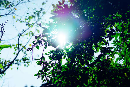 Green leaves in the morning sunshine.の写真素材