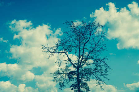 Trees in the sky with clouds in shades of blue tone.の写真素材