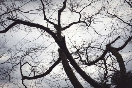 Black branches in the sky white in dark tone.の写真素材