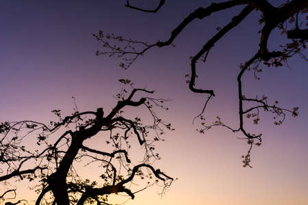 Dance tree in the morning the sky is calm and clear.