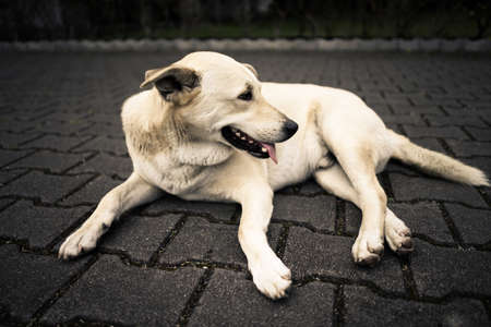 lonely dog lies on the ground, waiting for the owner come.